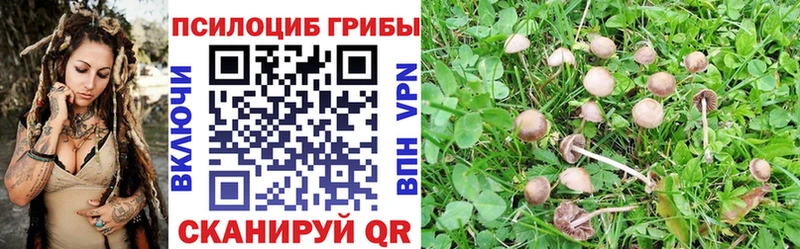как найти   Екатеринбург  Псилоцибиновые грибы Psilocybe 